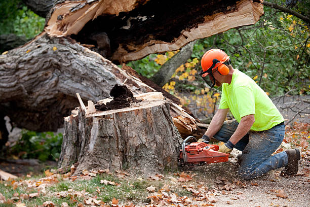 Tree Removal for Businesses in Jackson, WY